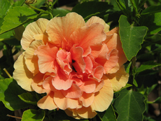 Hibiskus gefüllt.jpg